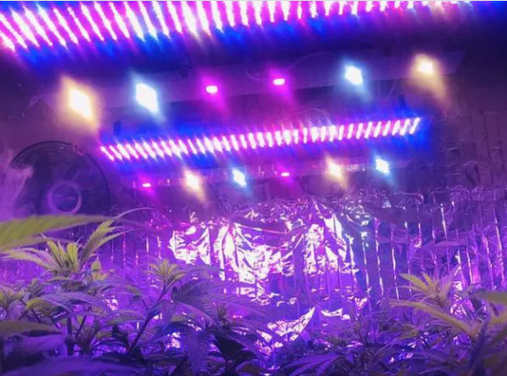 لامپ رشد گیاه و تجهیزات گلخانه
