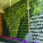 طراحی و اجرای فضای سبز روف گاردن و دیوار سبز